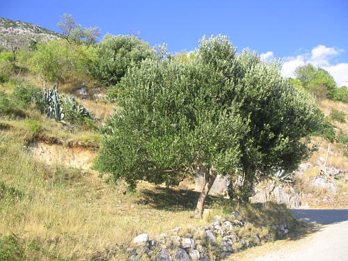 Drzewo oliwne na suchym zboczu